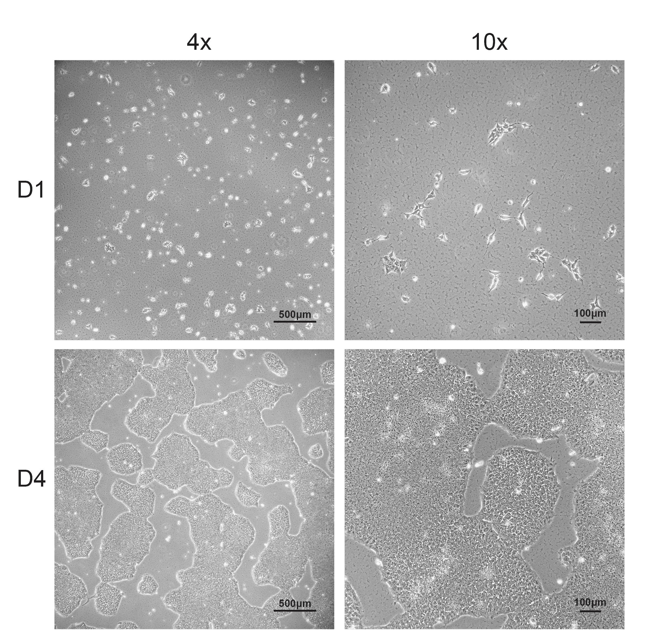 Cell line media